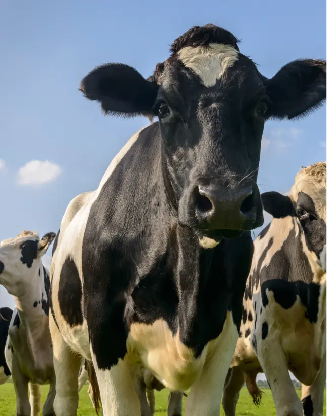 Locapis Location De Vache Laitiere Locaois Prestation 1 2