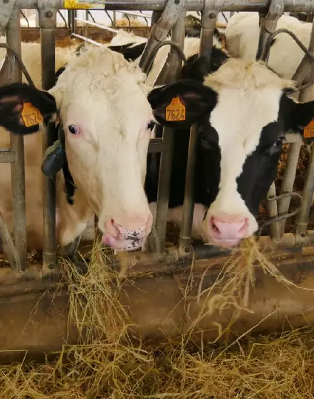 Locapis Location De Vache Laitiere Locaois Prestation 2 2