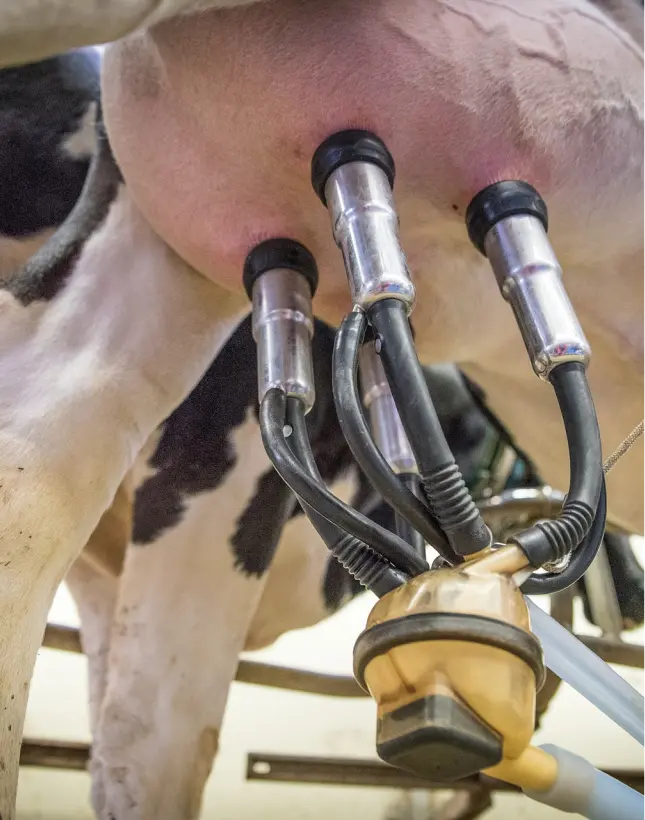 Locapis Location De Vache Laitiere Locaois Prestation 3 2