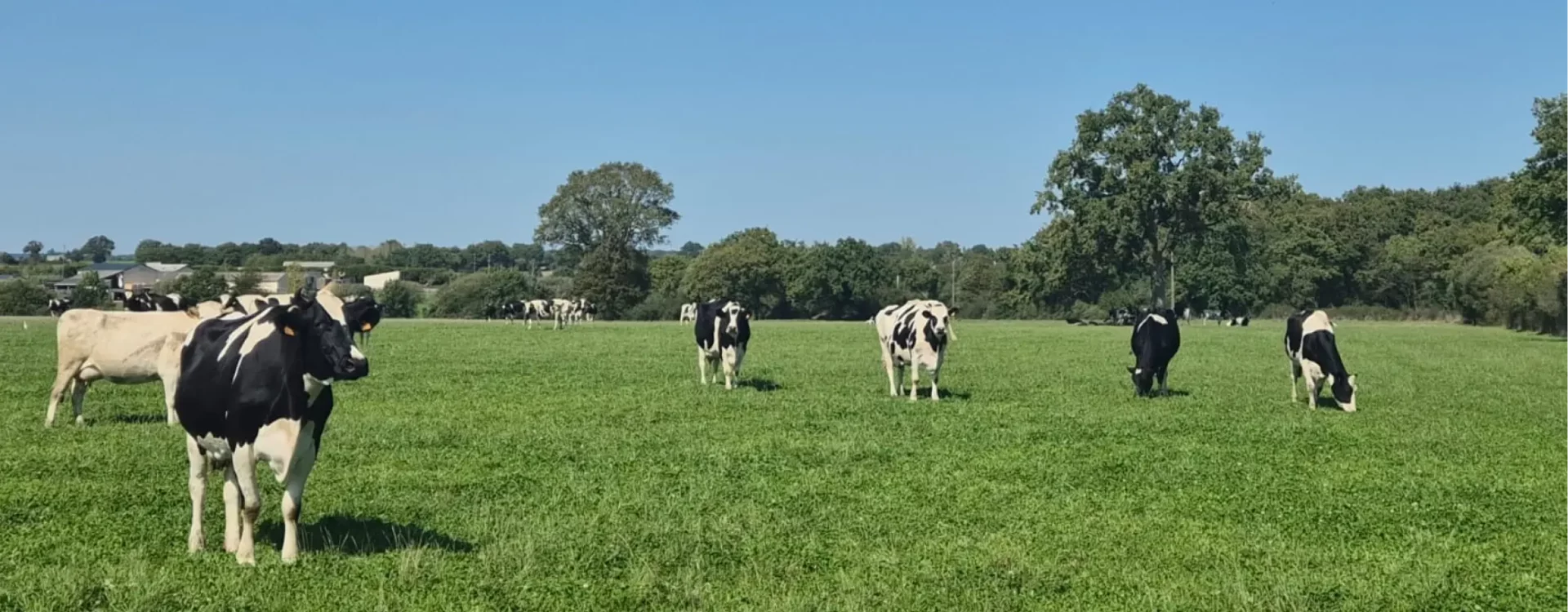 Location de Vaches Laitières à Toulouse - Locapis